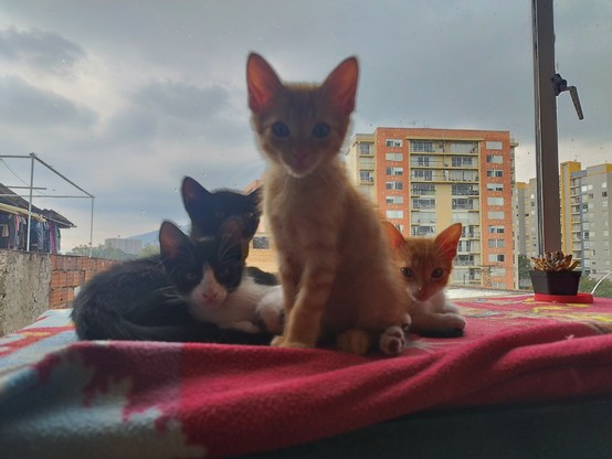 Imagen de cuatro gatitos mirando a la cámara, en el fondo se ve el cielo nublado
