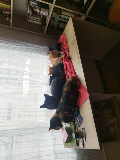Imagen de seis gatos acostados sobre un escritorio