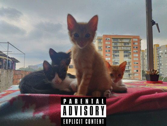 Imagen de cuatro gatitos mirando a la cámara, en el fondo se ve el cielo nublado