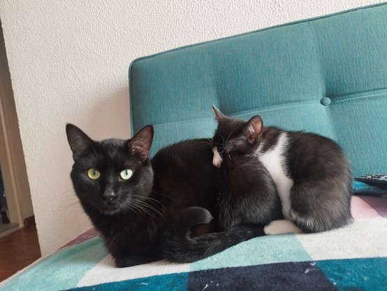 Foto de dos gatos sentados en un sofá. El gato grande, negro, mira a la cámara, y el gato pequeño, blanco con negro, está durmiendo y pone su cabeza entre las costillas del otro.

El gato que está durmiendo lo hace sentado.