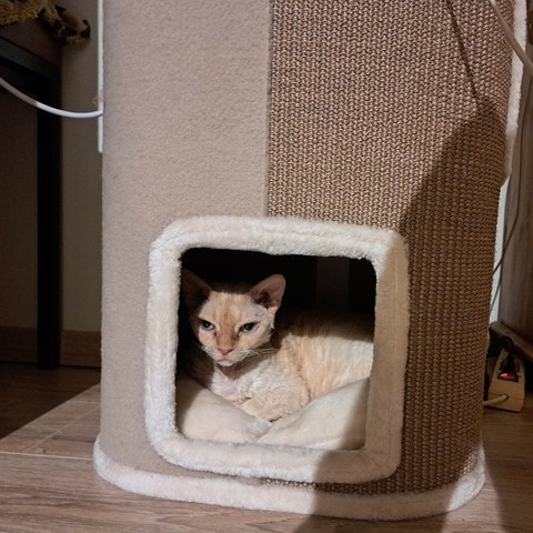 Daisy, een crèmekleurige Devon Rex, onderin de kattenpaal die bijpassende beige tinten heeft