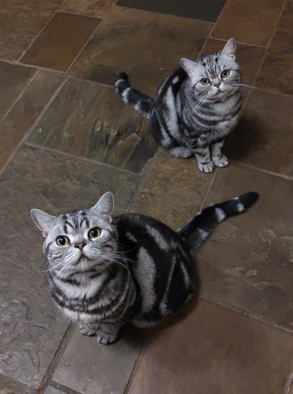 Twee Brits korthaar silver tabby katjes  met een DuurtLang blik op hun snoet