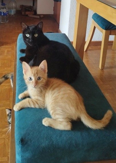 Picture of two cats laying in a bench.
Nearest cat to the camera is a two month old kitten and besides is his father,a big black cat.