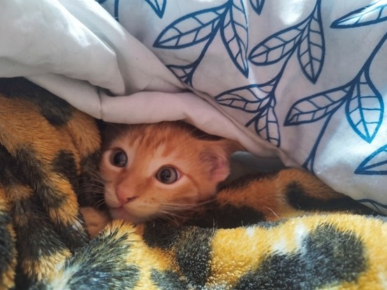 Pic of an orange kitten buried between two blankets 
The eyes of the kitten show him playing and excited