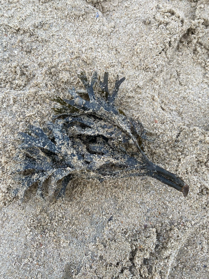 Seaweed remnants