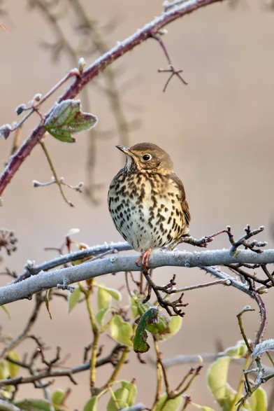 Song Thrush