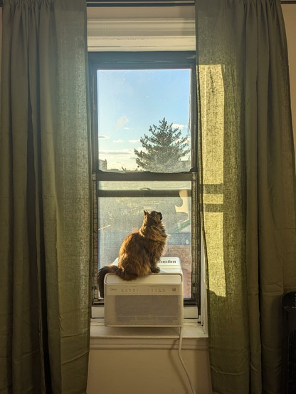 A long haired tortoiseshell cat, sitting in the window, on top of an air conditioner. The cat is backlit by late afternoon sun, and is looking up and away from the camera. The windows are dusty and need cleaning.