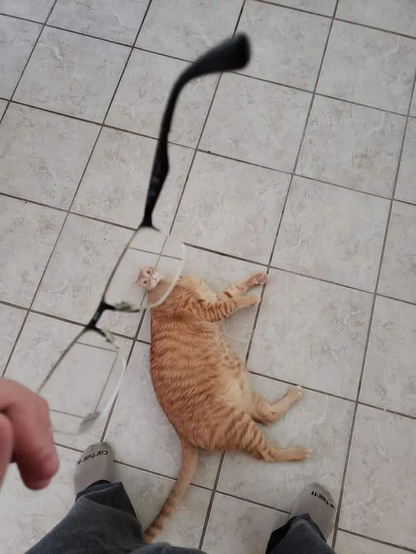 POV d'une personne regardant un chat roux allongé à ses pieds, la tête du chat est vue au travers de lunettes divergentes la rendant toute petite, il a un air surpris