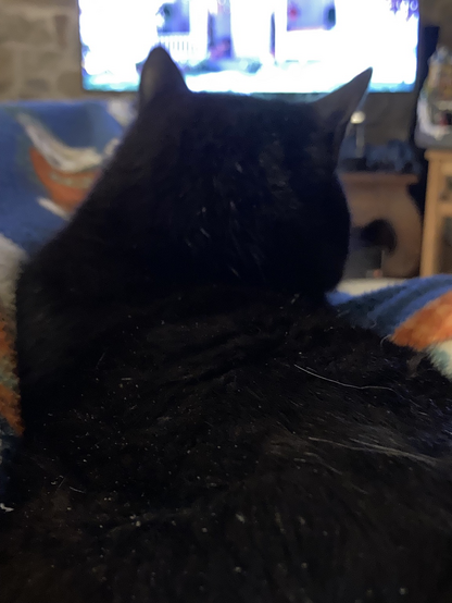 Un bellissimo gatto nero mi occupa la visuale del televisore