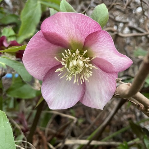 A pale pink five petalled hellibore flower