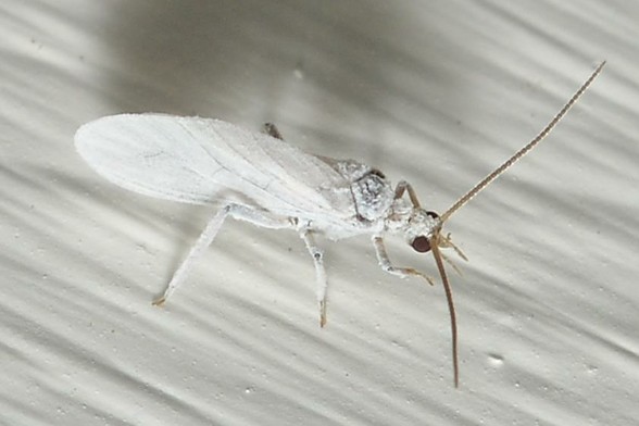 A photo of a white lacewing on a white wall.
