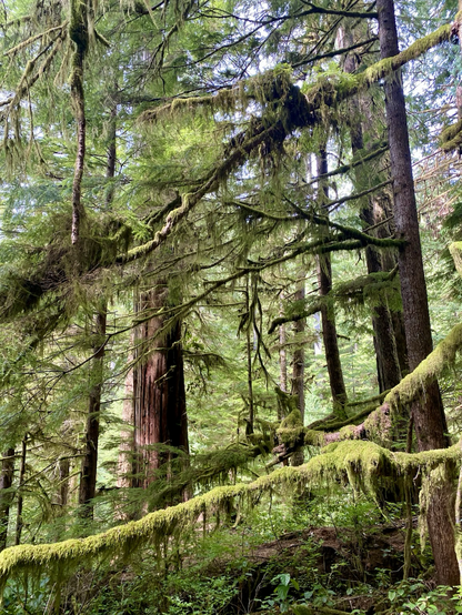 Old growth forest draped in Spanish Moss on Vancouver Island