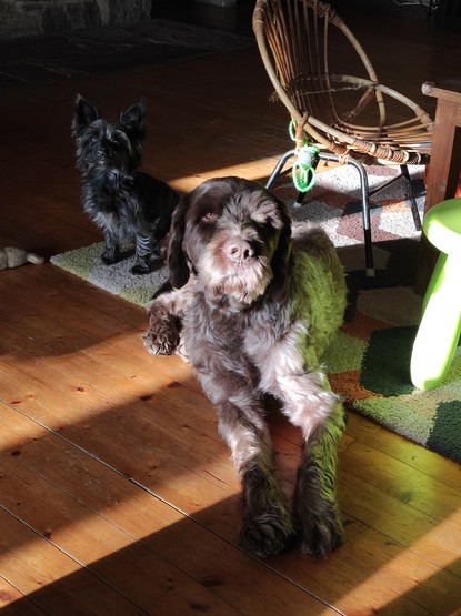 Photo d'un petit chien noir et d'un grand chien marron clair couché dans un salon au soleil.