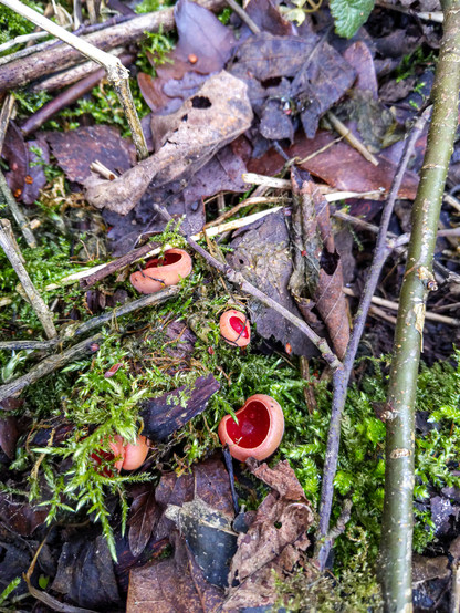 Forest floor with some moss, leaves, sticks and funny red round curled mushrooms