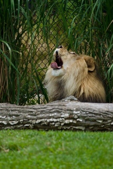 This majestic lion, with a coat as golden as the African savanna, lets out a mighty yawn, perhaps dreaming of vast grasslands and thrilling hunts. Or maybe he's just tired after a long day of ruling his pride. Either way, his powerful roar echoes in our imaginations, a reminder of the raw beauty and untamed spirit of the wild.