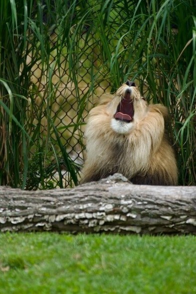 This majestic lion, with a coat as golden as the African savanna, lets out a mighty yawn, perhaps dreaming of vast grasslands and thrilling hunts. Or maybe he's just tired after a long day of ruling his pride. Either way, his powerful roar echoes in our imaginations, a reminder of the raw beauty and untamed spirit of the wild.