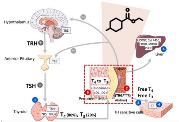 Pituitary-thyroid feedback control with sites, where parabens affect the function of the control loop: (1) Disruption of thyroid hormone synthesis by interfering with thyroid hormone receptors [(sodium/iodide symporter, NIS), (antithyroid peroxidase, TPO), or TSH receptors]; (2) Competition with thyroid hormone receptors and transport proteins, disrupting thyroid hormone transport and metabolism; (3) Interference with the cellular uptake mechanisms of thyroid hormones; (4) Alteration of thyroid hormone-stimulated gene transcription; (5) Disruption of iodothyronine deiodinase activity; (6) Impairment of thyroid hormone metabolism in the liver.