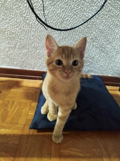 Fotografía de un gatico naranja. Está sentado sobre un cojín azul, y está mirando ligeramente hacia el lado derecho de la cámara. Está en posición de querer saltar a atacar