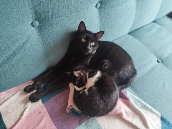Foto de dos gatos acostados. Un gato negro adulto tiene en su regazo a una gatita negra con blanco. El gato adulto mira a la cámara con ojos dormilones