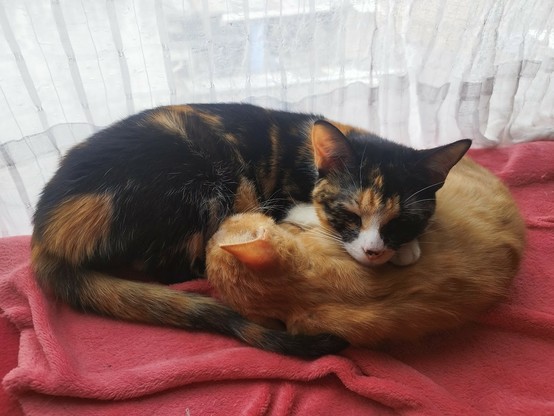 Foto de dos gatos acostados juntos, casi en forma de ying yang.

La mayor, una gata calico, pone su cabeza sobre el cuello del menor, un cachorro de color naranja