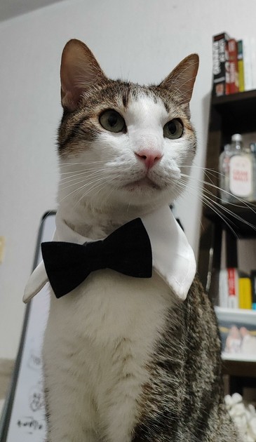 A cat with a white collar made of fabric and a black bow tie sits proudly, gazing into the distance, ready for a photo.