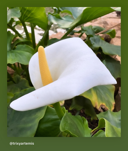 Close-up of a white calla lily with gently curled white petals and a vibrant yellow spadix at its center, surrounded by lush green leaves. A small part of a stone wall is visible in the background