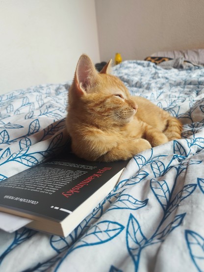 Foto de un gatito naranja recostado en un libro. El gatico hace cara como de sueño.

Pic of an orange kitten laying back to s book. The kitten seems sleepy