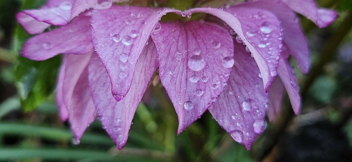 Lilac pink double hellebore flower covered in morning dew drops.
