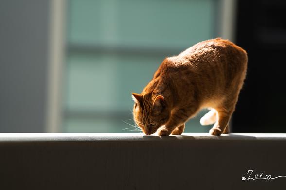 Mango, a sunlit organge cat, walking along a balcony ledge