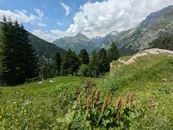 Lush green valley with flowering dock plants in the foreground, evergreens and rocky mountains in the background under a partly cloudy sky.