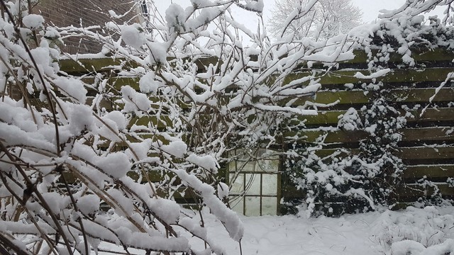 Sneeuw balanceert op de takken en bladeren van planten en struiken. Tegen de schutting staat een tot spiegel verbouwd antiek stalraam