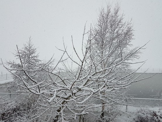 Morellenboom en berken met sneeuw. Daarachter de ijsbaan met een laag "snijs" en daarachter is het uitzicht helemaal verdwenen in de sneeuwmist. Wit zover het oog reikt