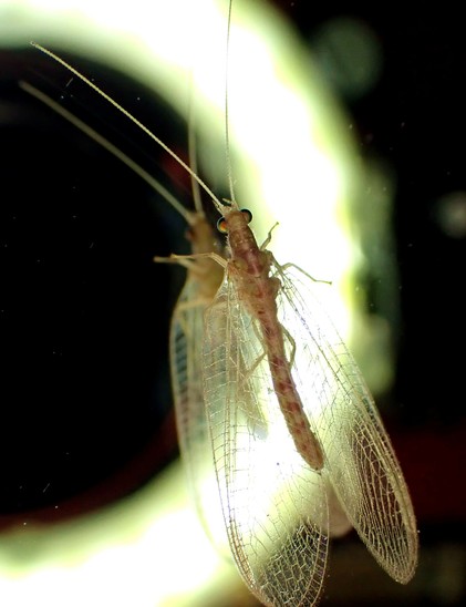 An insect with a long, narrow and pale body that has brown rings. The transparent wings feature the namegiving lacework and it has two very long antennae. Scintillating half-spheres form its eyes. It has six legs.