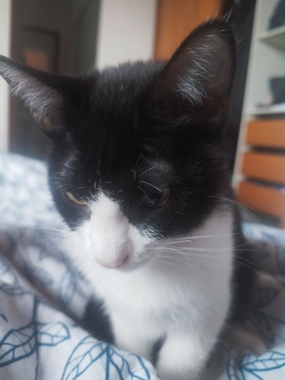 Foto de una gatita negra con blanco con carita de sueño