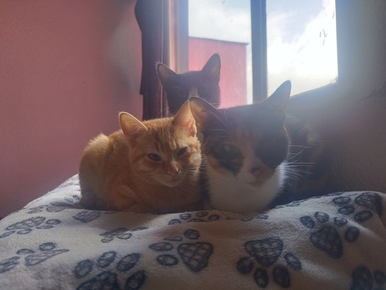 Foto de tres gatitos acostados juntos. Uno naranja está a la izquierda, una negra con blanco se asoma desde atrás, y a la derecha está la mamá, una gata calico
