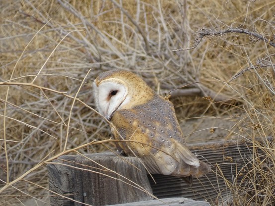 Perched on a small wooden canal structure, surrounded by winter brown reeds and grasses, a barn owl looks down into the empty ditch. It's brown and tan dusty back has dark spots throughout the feathers, tail slightly spread. The distinctive white heart shape face with small dark eyes is turned to the left.