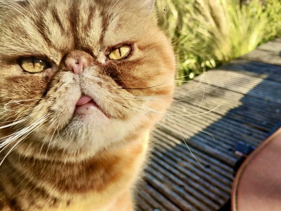 Sur la moitié gauche de l’image, gros plan sur la face de Harry, un chat roux au nez aplati et aux yeux jaunes, il regarde directement vers l’objectif. Un petit bout de sa langue dépasse de ses babines, ce qui lui donne un air à la fois intense et un peu idiot. Sur la droite, un bout de jardin hors focus avec des planches en bois et des herbes hautes. L’ambiance est ensoleillée.