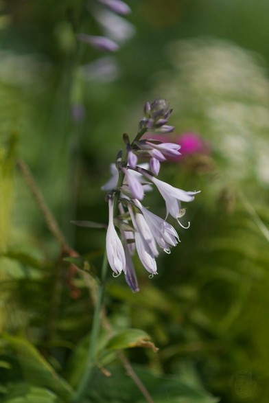 A photo of Hosta flowers, 6-petals elongated bell-form, colored slightly dark white with very pale purple on edges. One of the flowers is opened, others are half-opened or just buds.