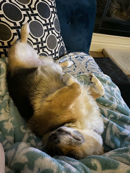 Tri-color Pembroke Welsh corgi lying on her back. Her front paws are folded demurely near her chest while her rear legs are spread akimbo.