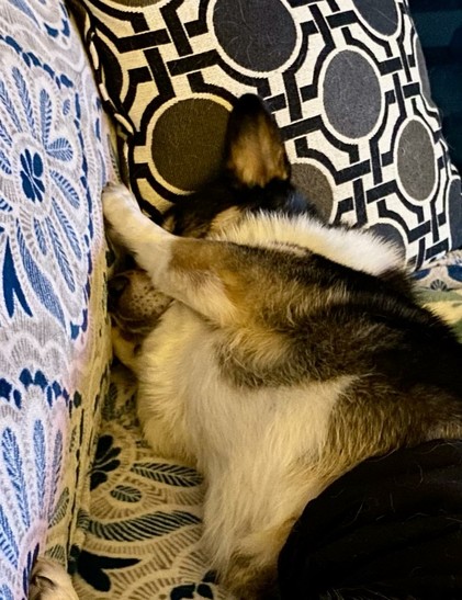 Tri-color Pembroke Welsh corgi sleeping deeply. His head is propped up against a pillow and his front legs are covering his eyes, as if shielding them from light.