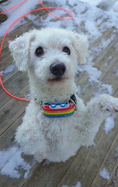 Same bichon, sitting on his back legs in a "sit bear" position, looking up at the camera