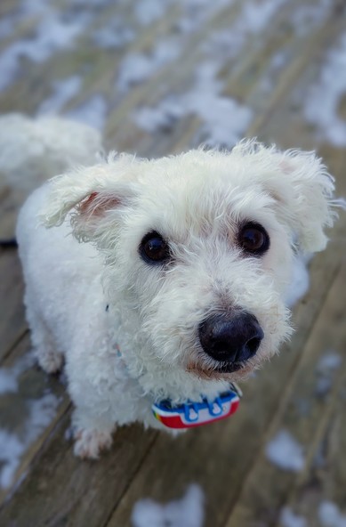 Bichon frise sitting, looking up at the camera