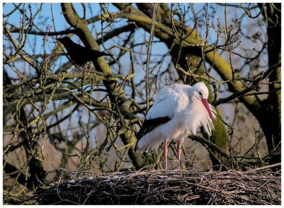 A stork stands in its nest with a crow in the background. The two birds have their backs to one another.