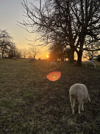 Bild einer Wiese mit grasenden Schafen & Bäumen. Im Hintergrund ist der Sonnenuntergang.
