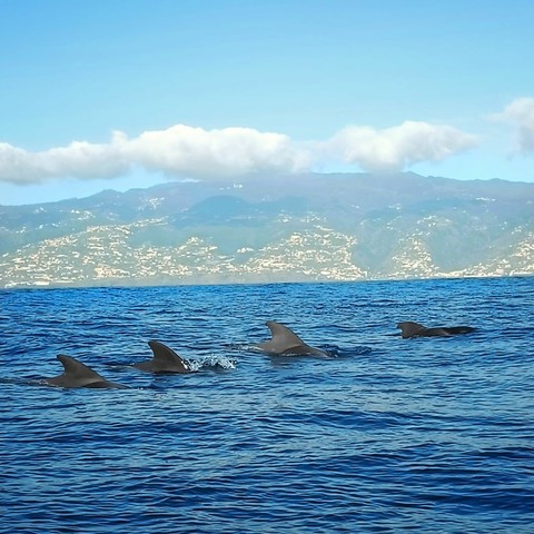 The fins of four pilot whales sticking out of the water with the island of Madeira in the background