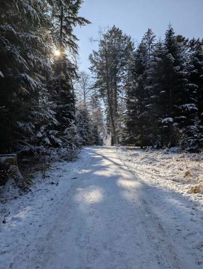 Snowy  forest road with sunlight coming through the trees.