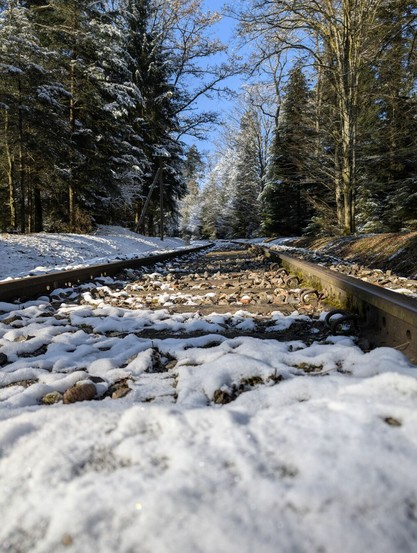 Snow-covered tracks in the woods.
