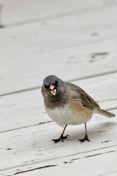 A Dark-Eyed Junco looking like he’s exclaiming