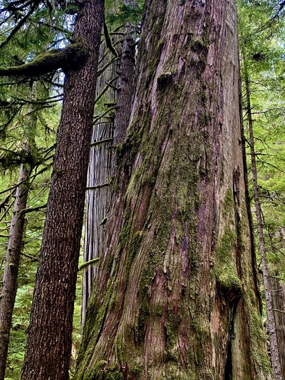 Foreground is a very large Western Red Cedar amongst its surrounding ancient forest ecosystem.