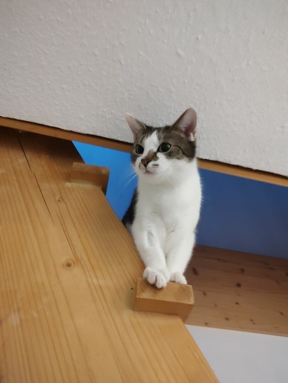 der Kater Sammy blickt von einer Treppe herrab und sieht so aus, als würde er etwas in der ferne sehen